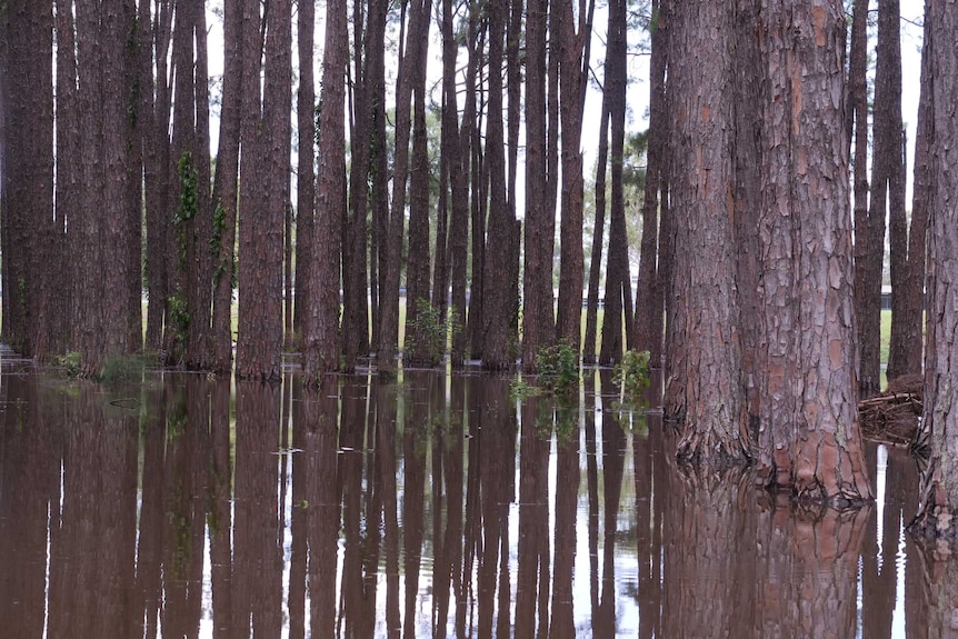 trees in flood waters