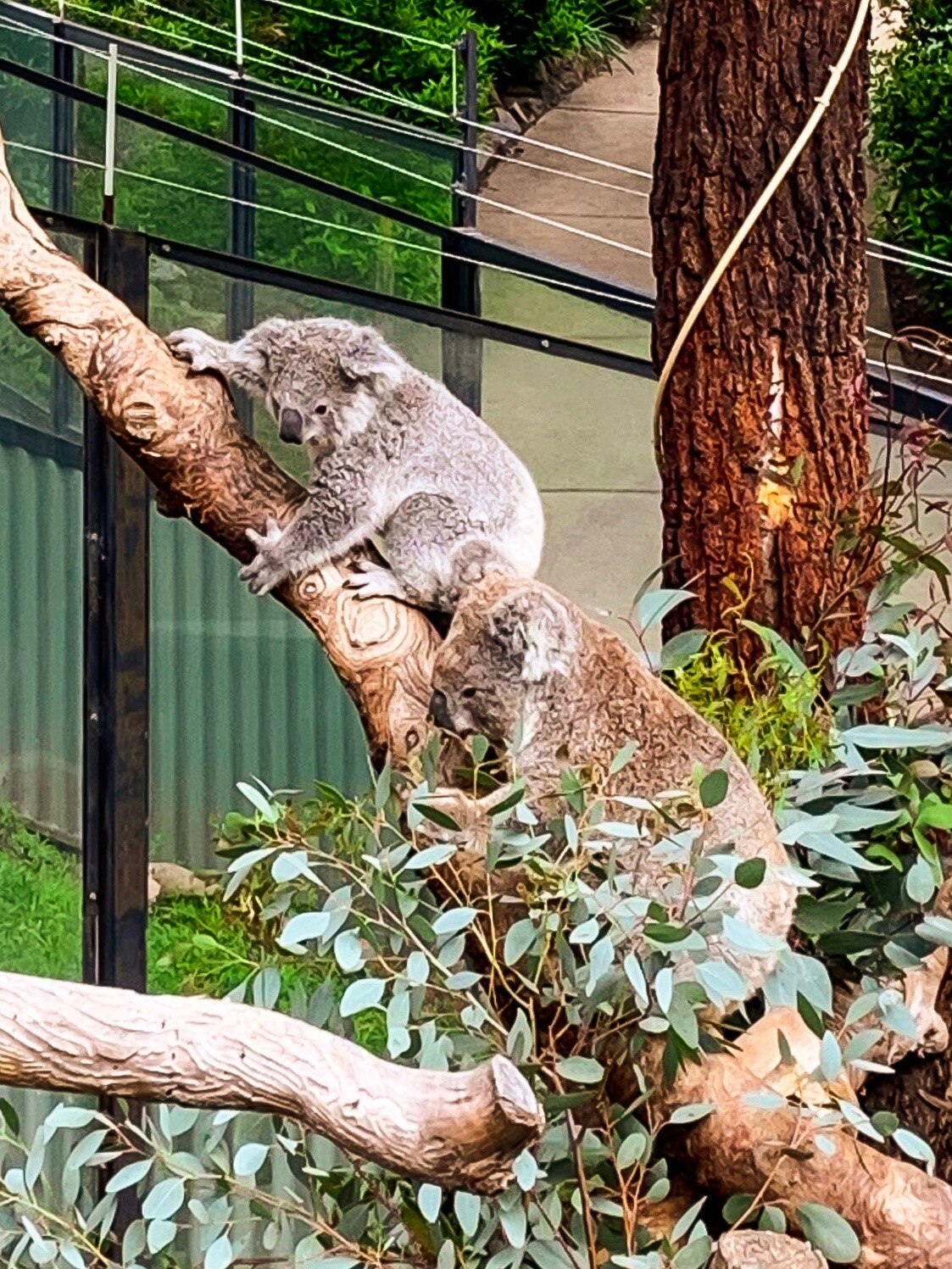 First koala born at National Zoo and Aquarium in Canberra officially named Namadgi ABC News