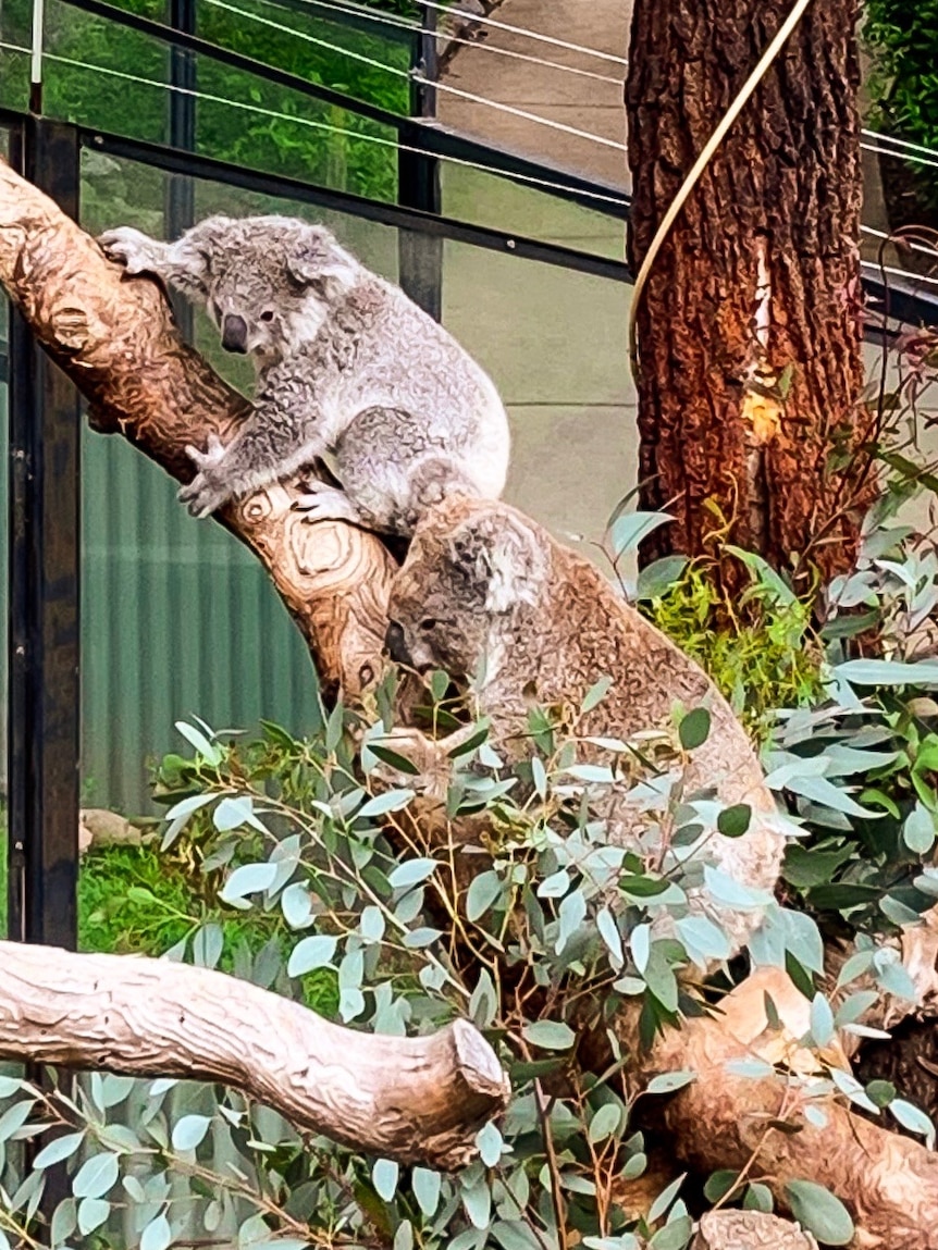 A baby koala climbs a tree