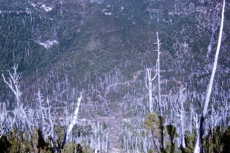 A burned bushland.