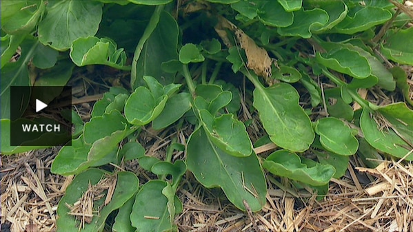 Close up of green leaves of a landcress plant. Has Video.