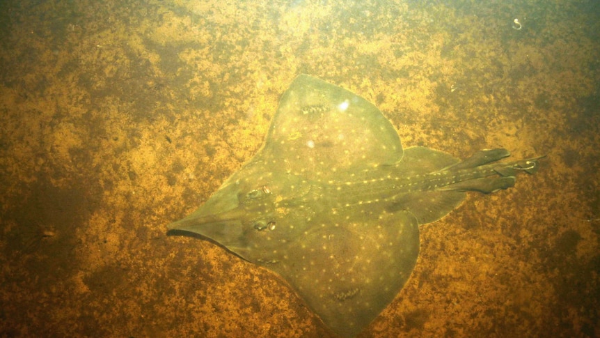 A maugean skate lies on the ocean floor. It looks almost like a rock with molted brown colours.