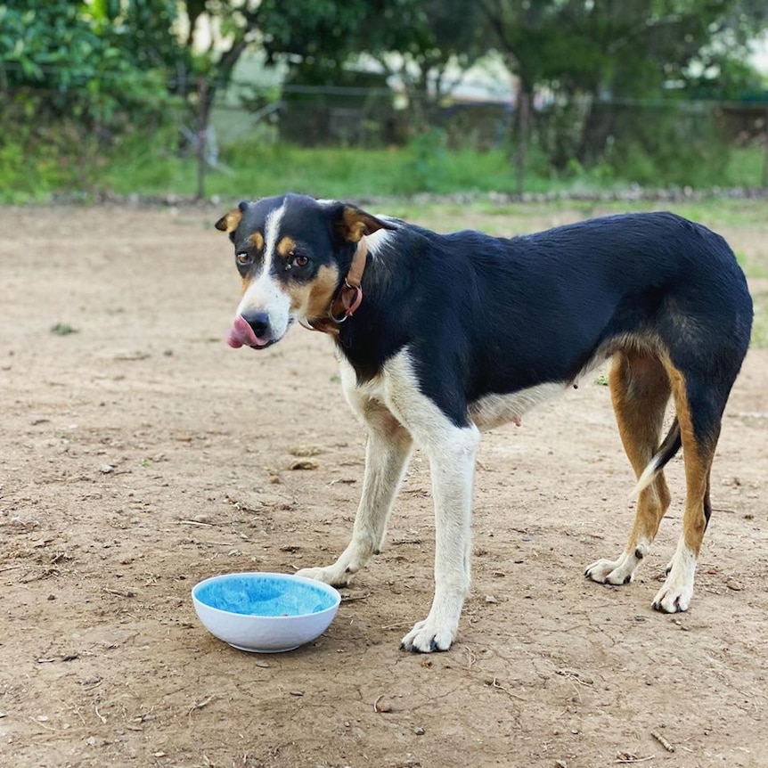 A dog eats from a bright blue bowl