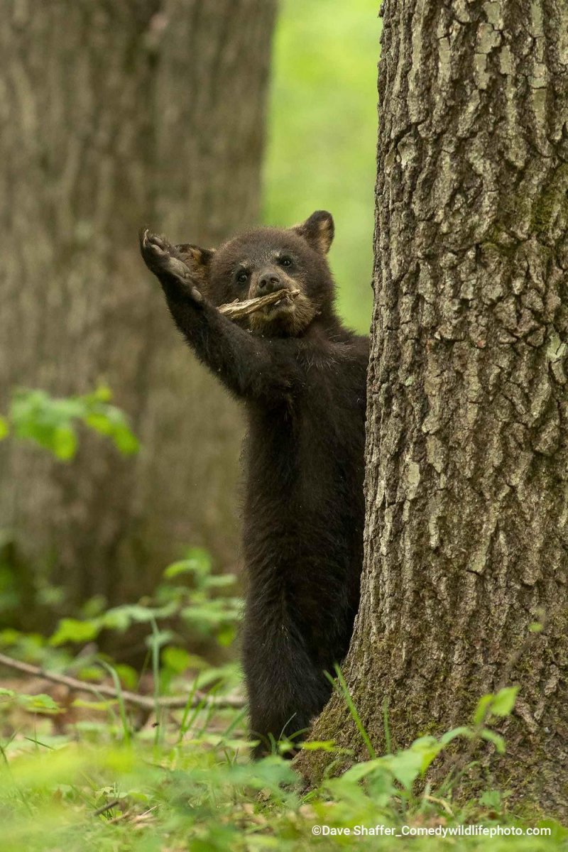 A brown bear waves out with an extended paw behind a tree trunk. 