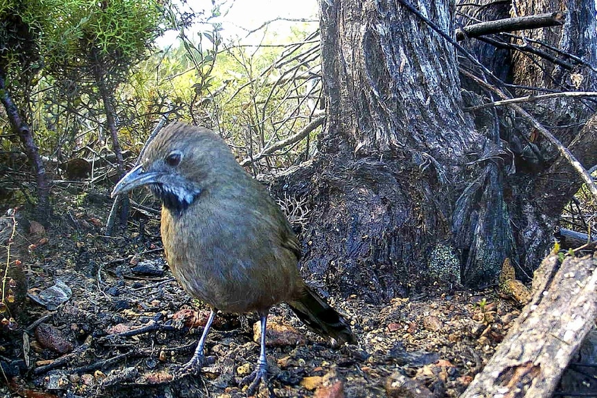 Western whipbirds recently photographed 