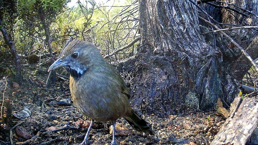 Western whipbirds recently photographed 