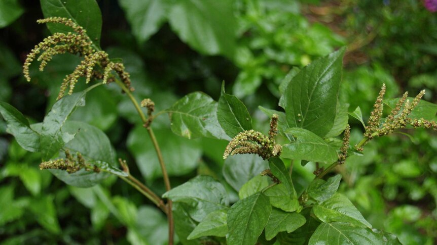 Green amaranth in a pot.