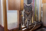 A tabby cat looking at the camera, walking through a kitchen window.