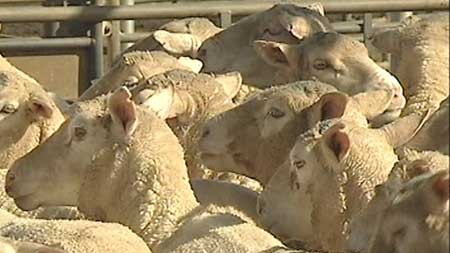The sheep shipment is expected to return to Australia
