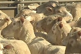 More than 50,000 sheep remain stranded at sea