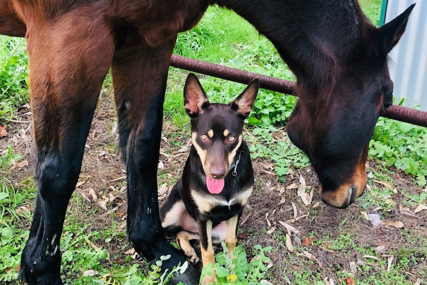 A small dog sits next to a horse in a paddock.