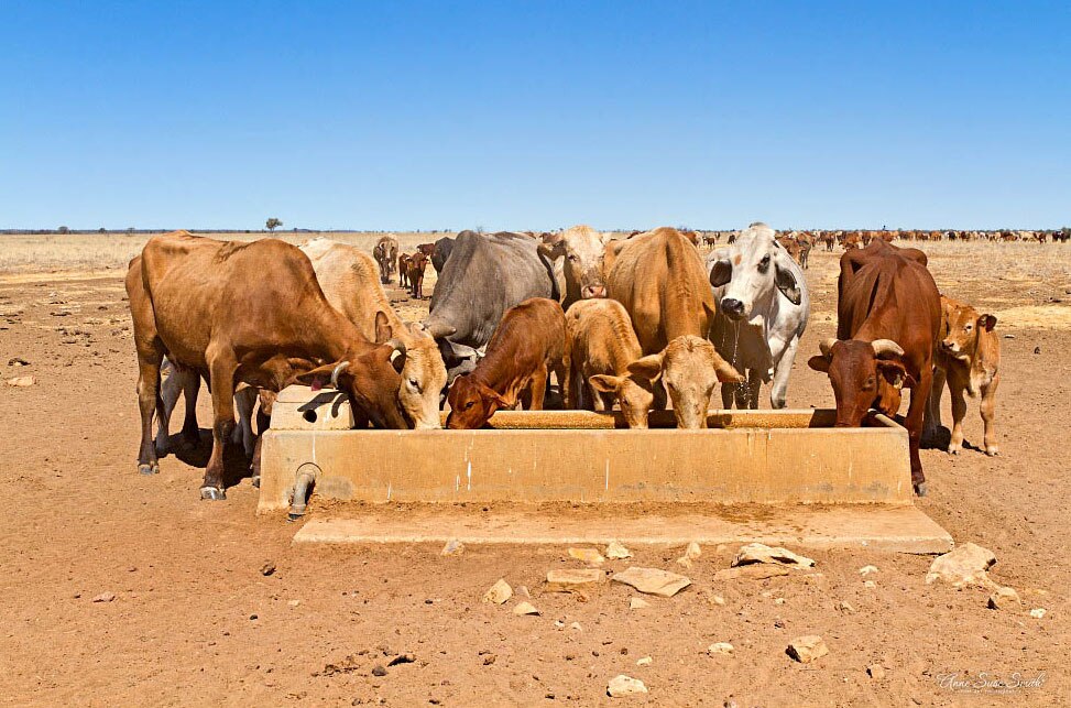 Drought photographic exhibition tours Queensland to raise awareness of ...