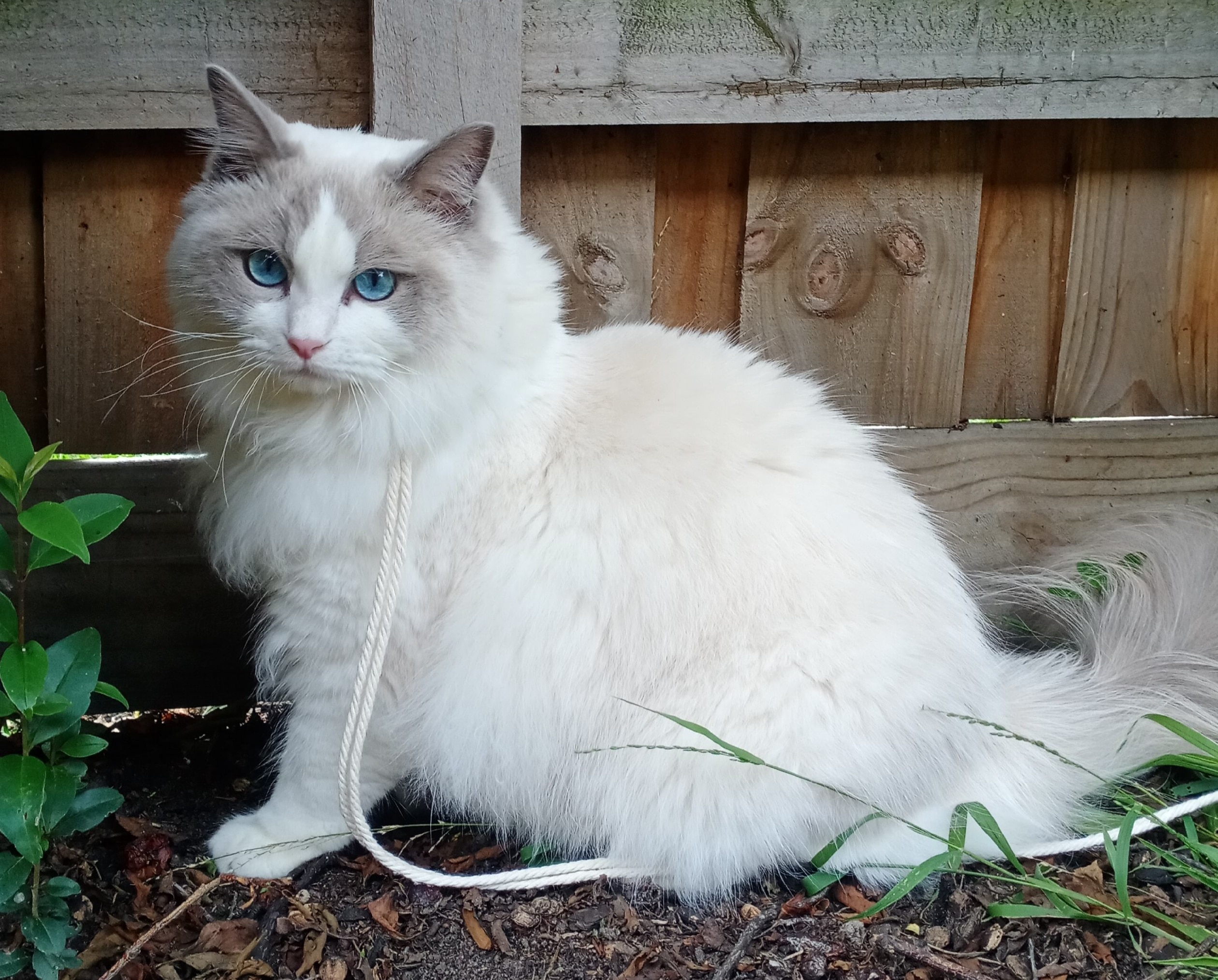A long-haired white and grey cat with striking light blue eyes sits in a garden with a leash on.