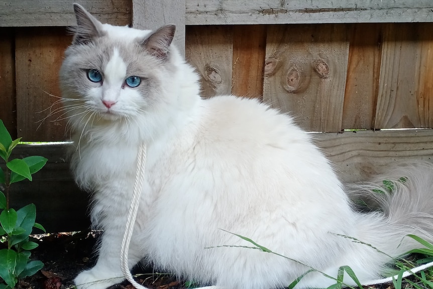 A long-haired white and grey cat with striking light blue eyes sits in a garden with a leash on.