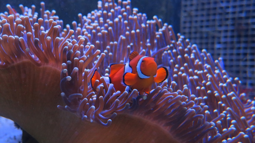 Clownfish on the Great Barrier Reef