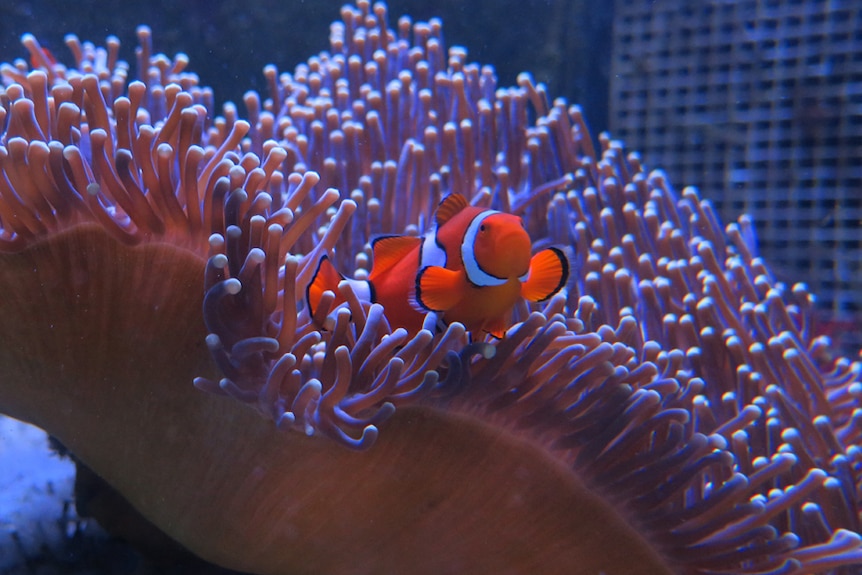Aquarium clown fish