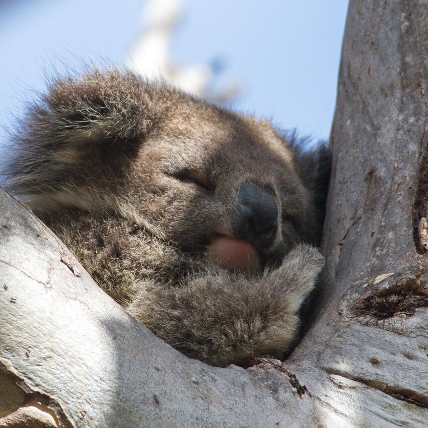 A koala nestles into the fork of a gum tree.