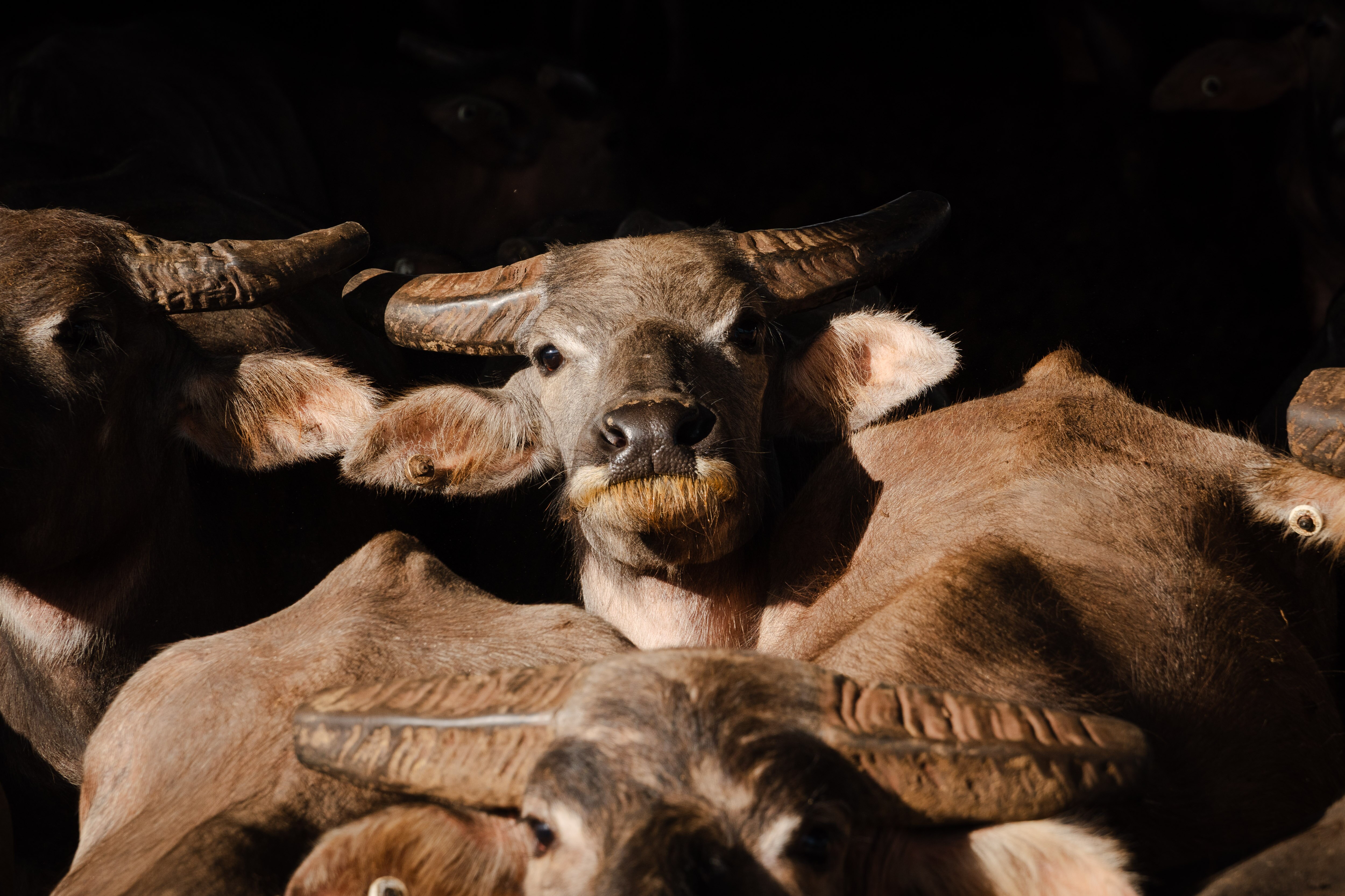 A young buffalo lifts its head above the herd