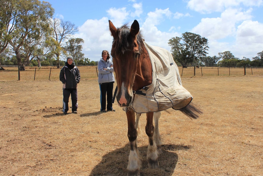 A Clydesdale walking across a paddock, watched by Mel and Lynn.