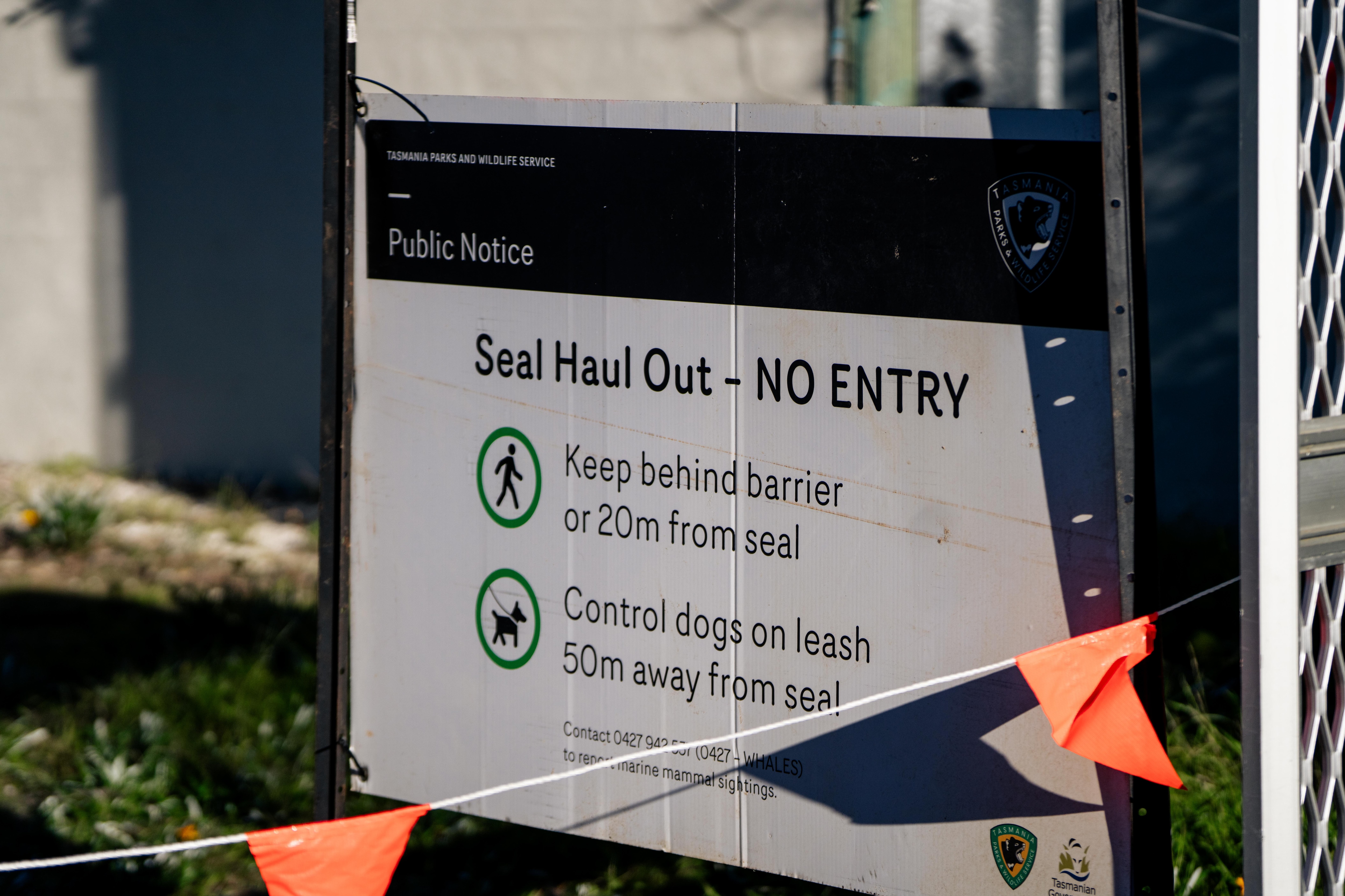 Neil the Seal, a juvenile elephant seal seen by a roadside in a suburban seaside neighbourhood.