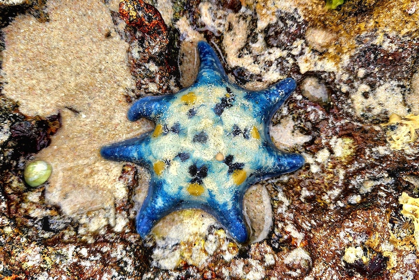 A large blue, white and yellow starfish sitting in sand wedged between maroon coral.