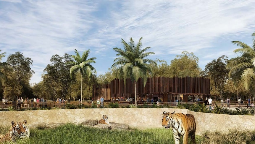Tigers in an enclosure