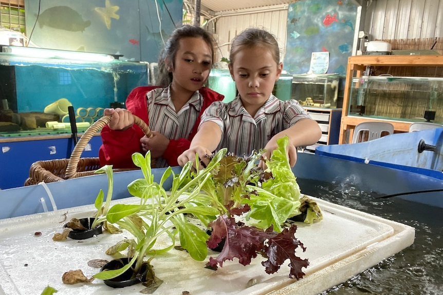 Image of students picking lettuce 