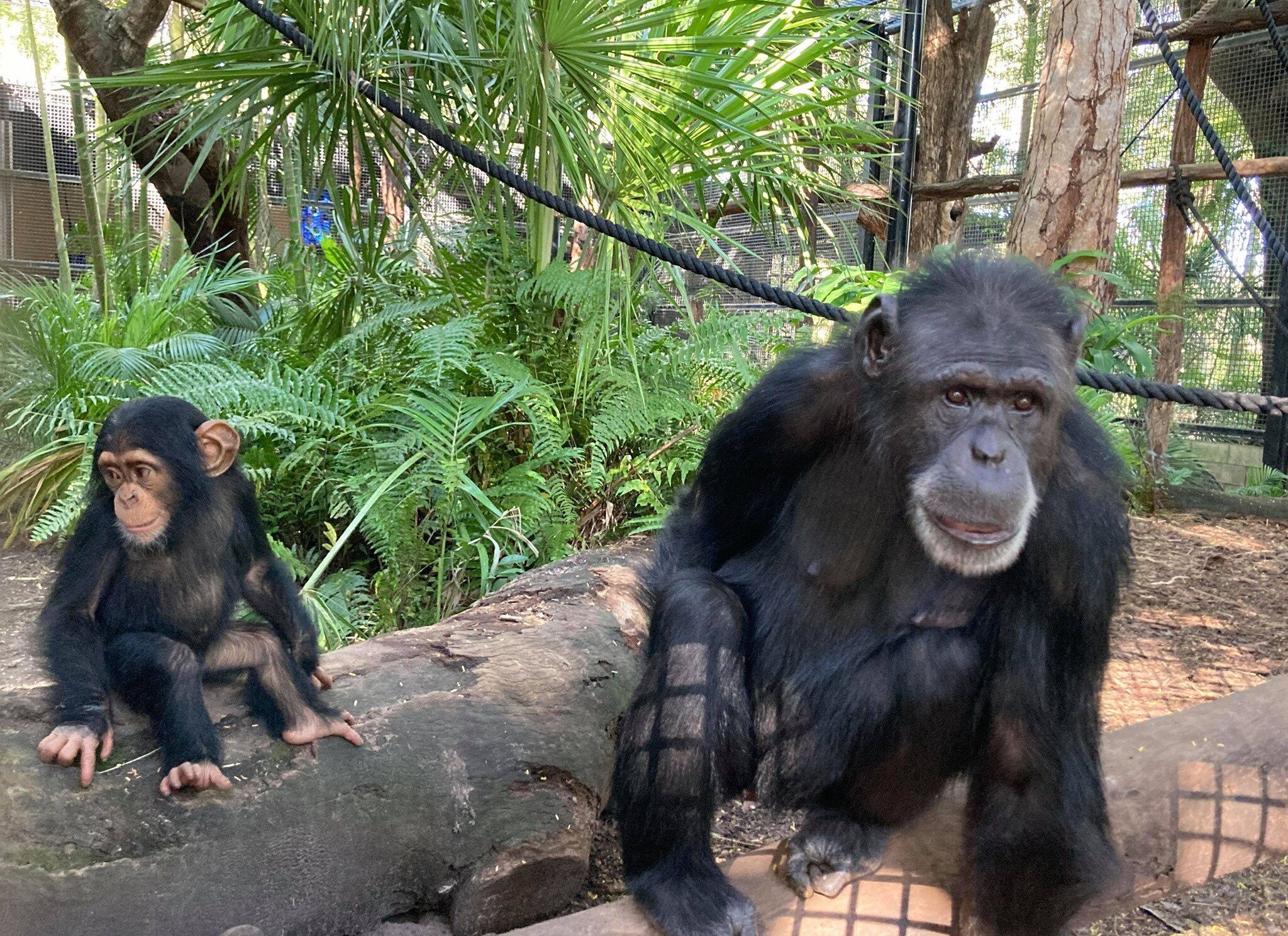 A baby chimp sits near his mum in a zoo enclosure.