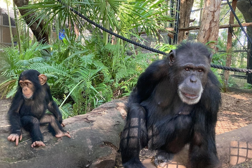 A baby chimp sits near his mum in a zoo enclosure.