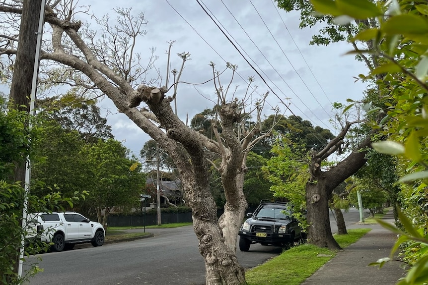 A suburban street with two trees reshooting from axed branches.