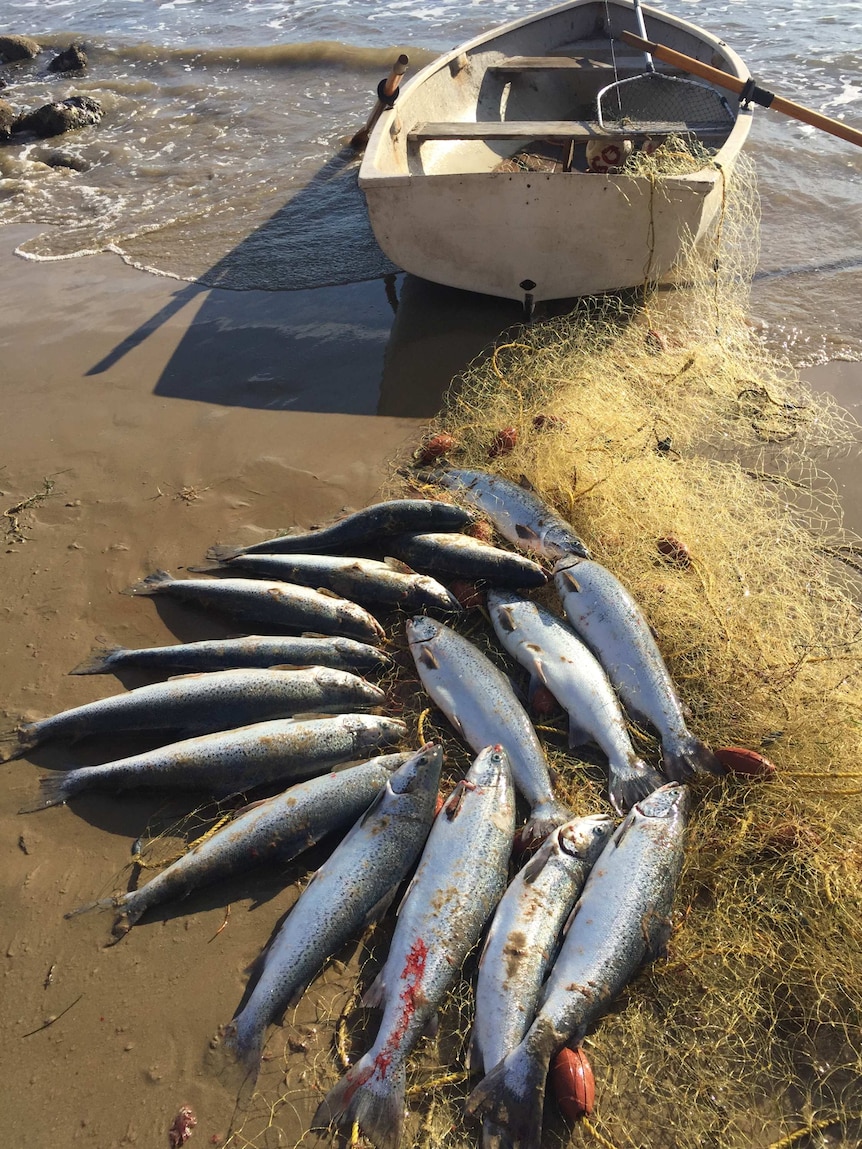 Atlantic salmon caught in a net near Hobart, after escaping from fish farm pens following a storm in May.