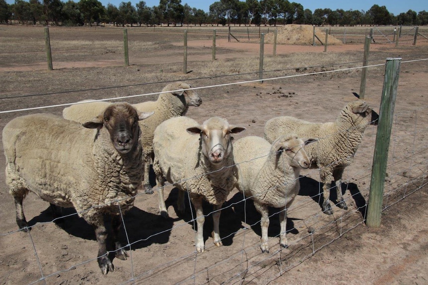 Five sheep stand behind a wire fence in a paddock at the Calan Horse Sanctuary.