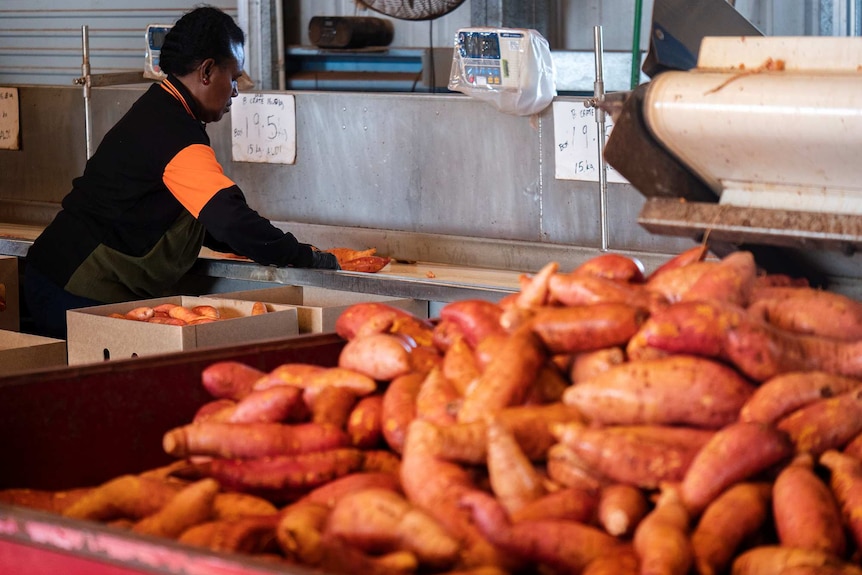 A women sorts sweet potatoes in a packing room.