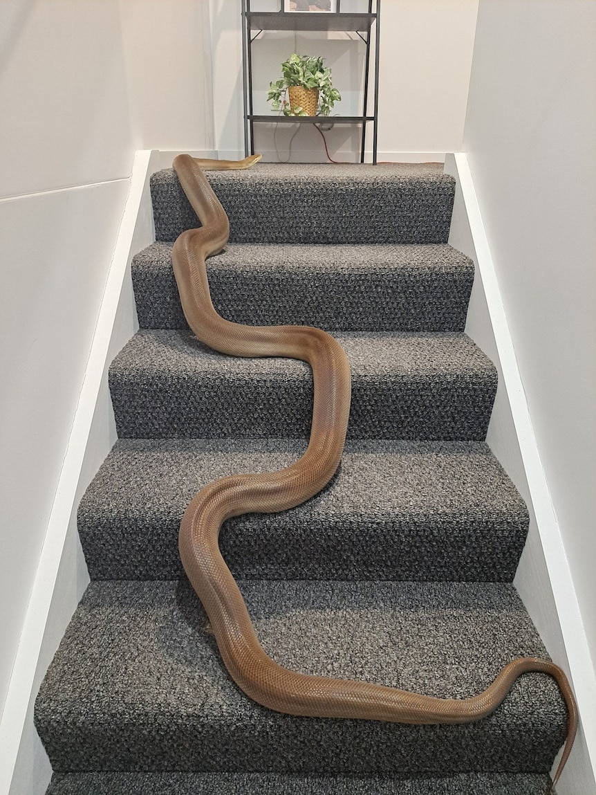 An olive python heading up carpeted stairs