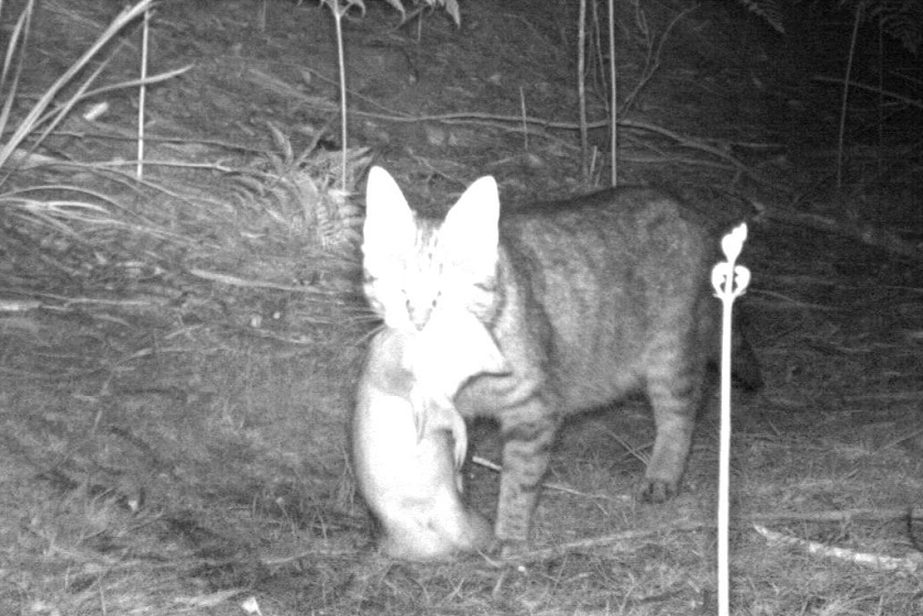 A cat is captured on a night vision camera with a bandicoot in its mouth.