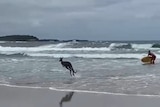 Kangaroo jumping out of waves at the beach