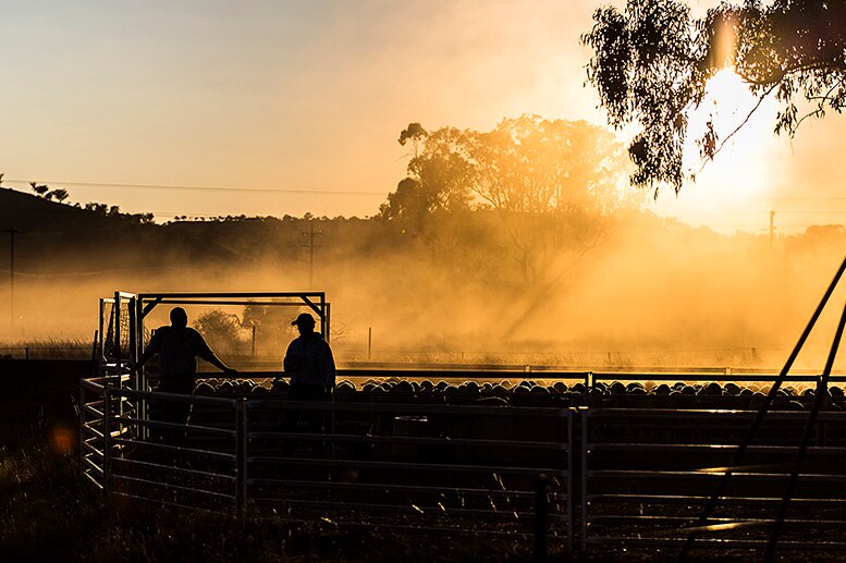 Silhouette of two men standing next to a yard full of sheep, dust rising as a result of the moving sheep.