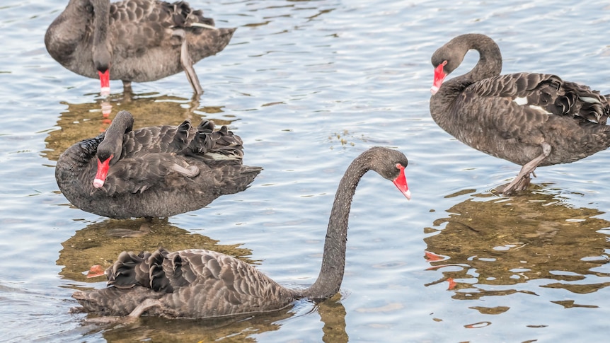 a group of swans on the water