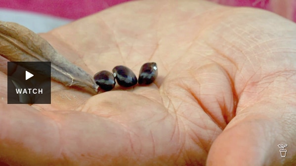 Dried beans in the palm of a hand. Has Video