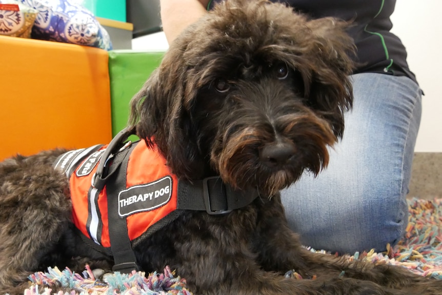 A brown fluffy dog wearing a harness