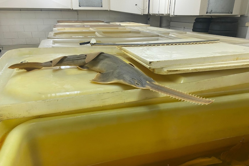 A long saw shark on a plastic tank. The shark has a long, rectangular nose that looks like a wood saw.