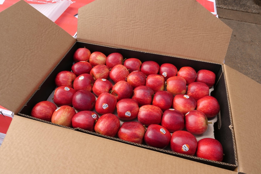 Eine Kiste mit roten Äpfeln 