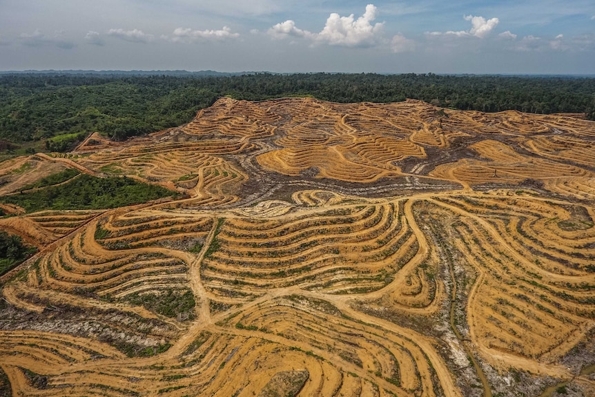 Cleared rainforest for oil palm plantations.