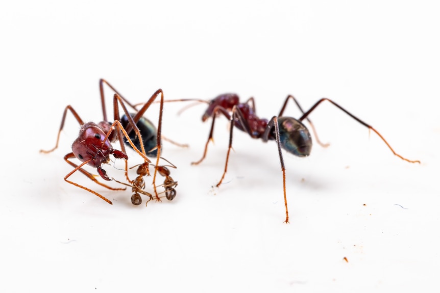 One large ant attacks two significantly smaller ones while another ant stands guard