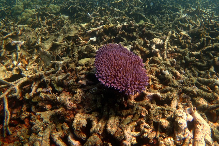 The Acropora tenuis found alive, surrounded by otherwise dead coral.