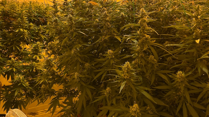 A room full of cannabis plants in profuse bloom.