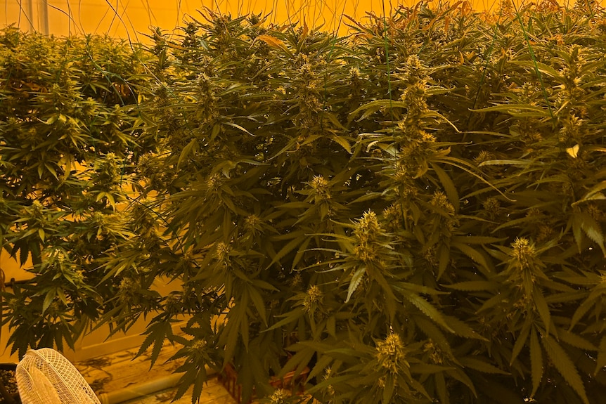 cannabis plants indoors