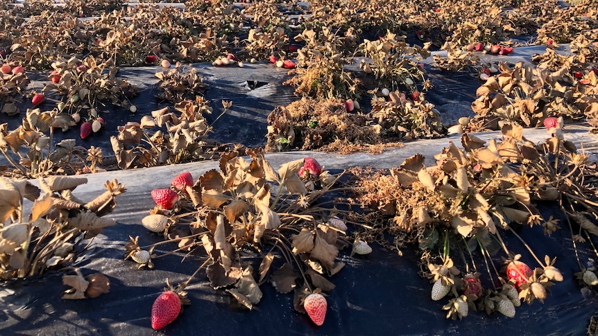 Dead strawberry plants with fruit still on them.
