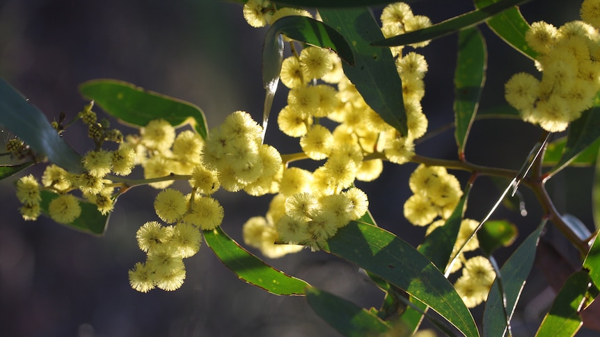 A wattle in flower