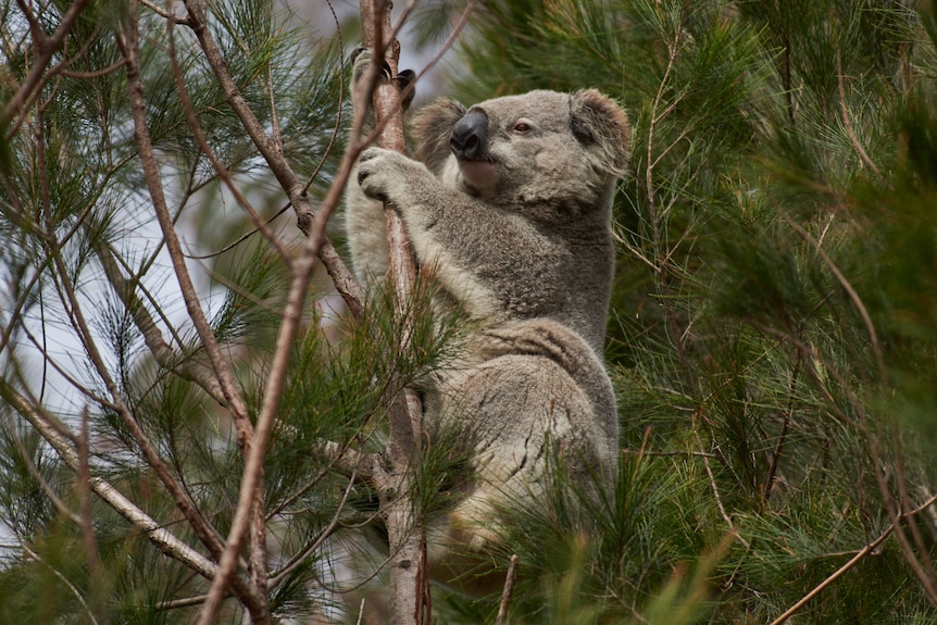 Koala in casuarina tree